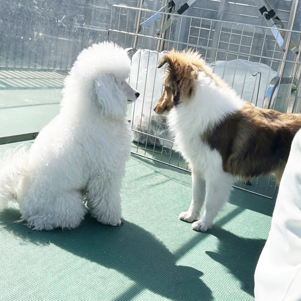 生徒が撮影したモデル犬写真♪